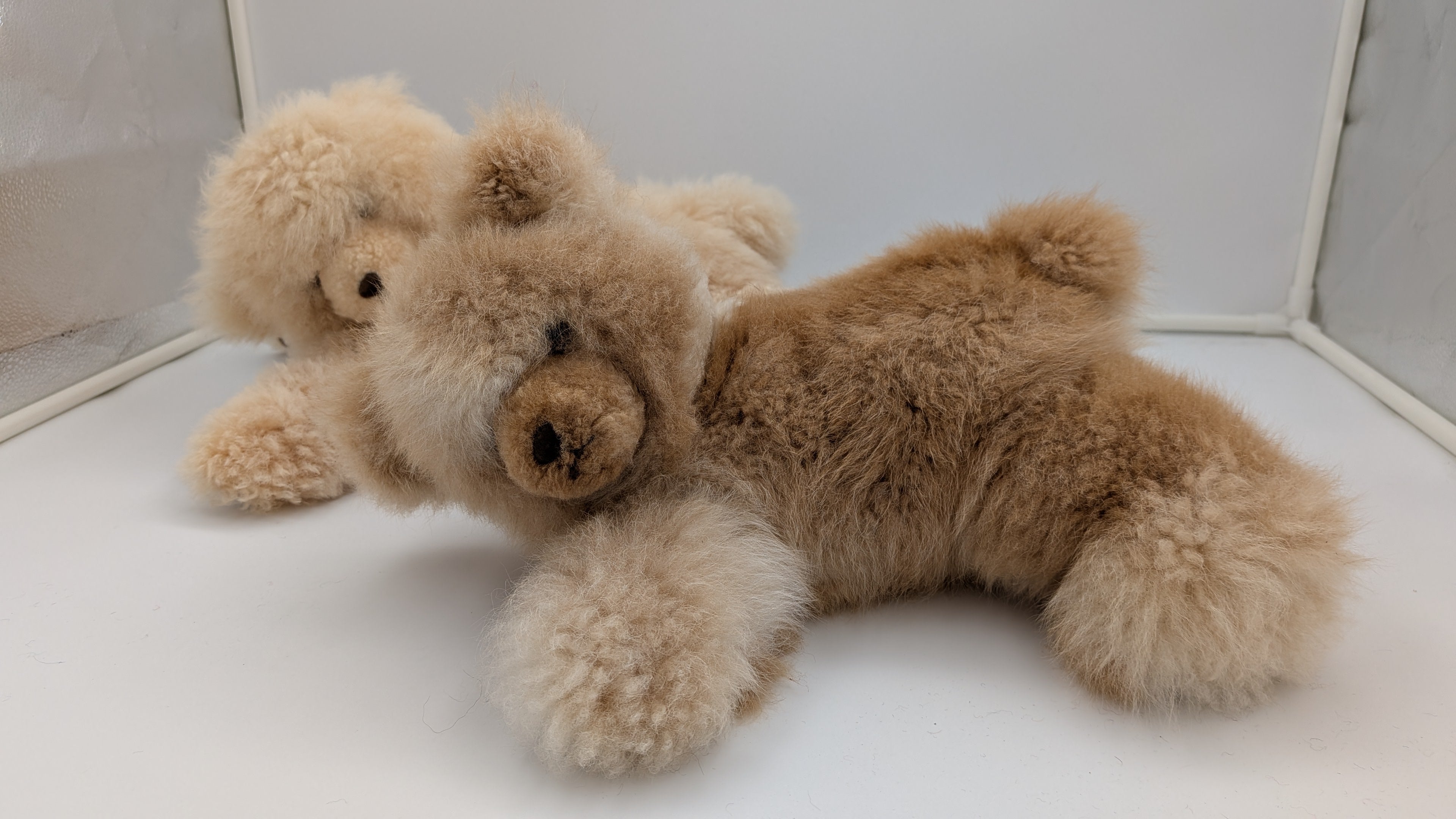 Chill Out Bear — Studio