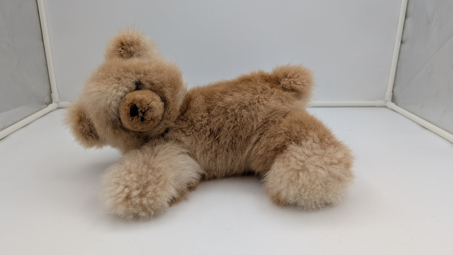 Chill Out Bear — Studio