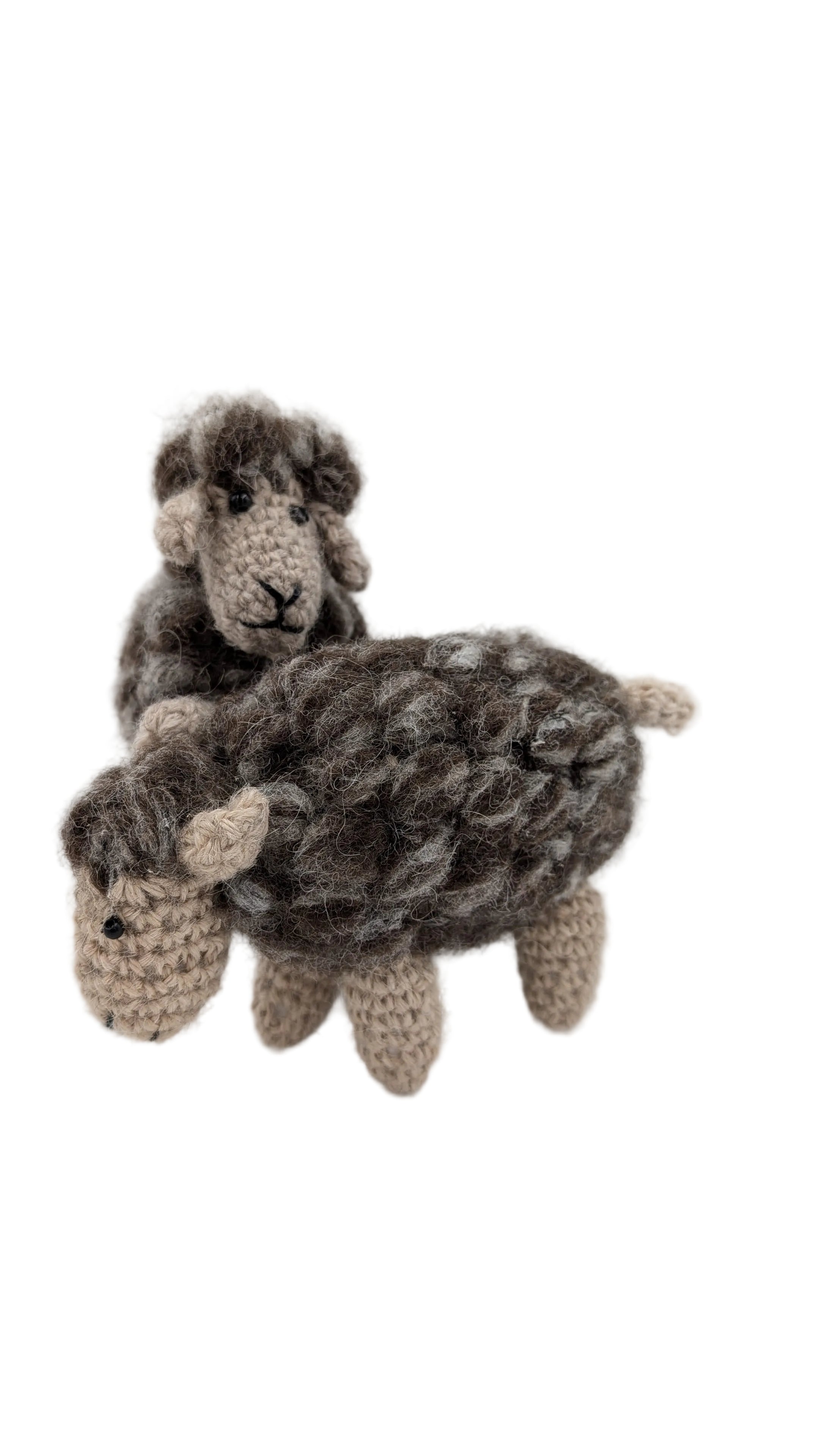 Lamb Set — Studio