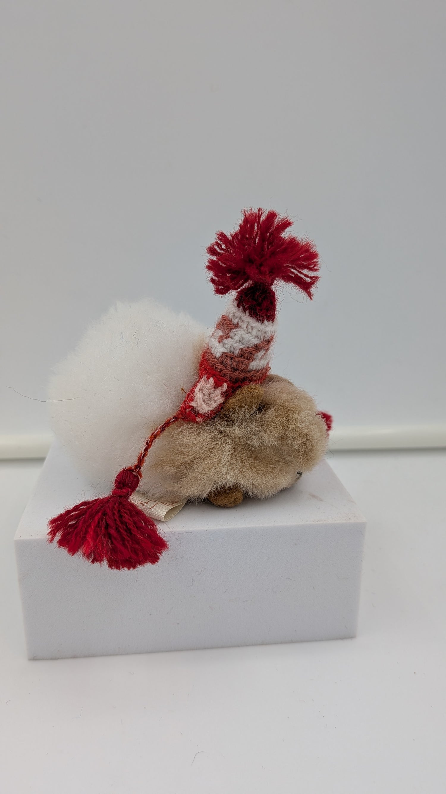 Furry Guinea Pig — Studio