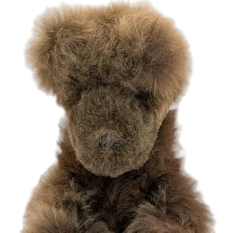 Brown teddy dog against a white background