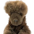 Brown teddy dog against a white background
