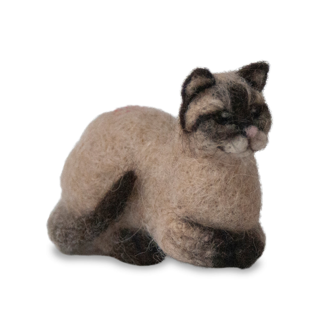 Siamese Cat