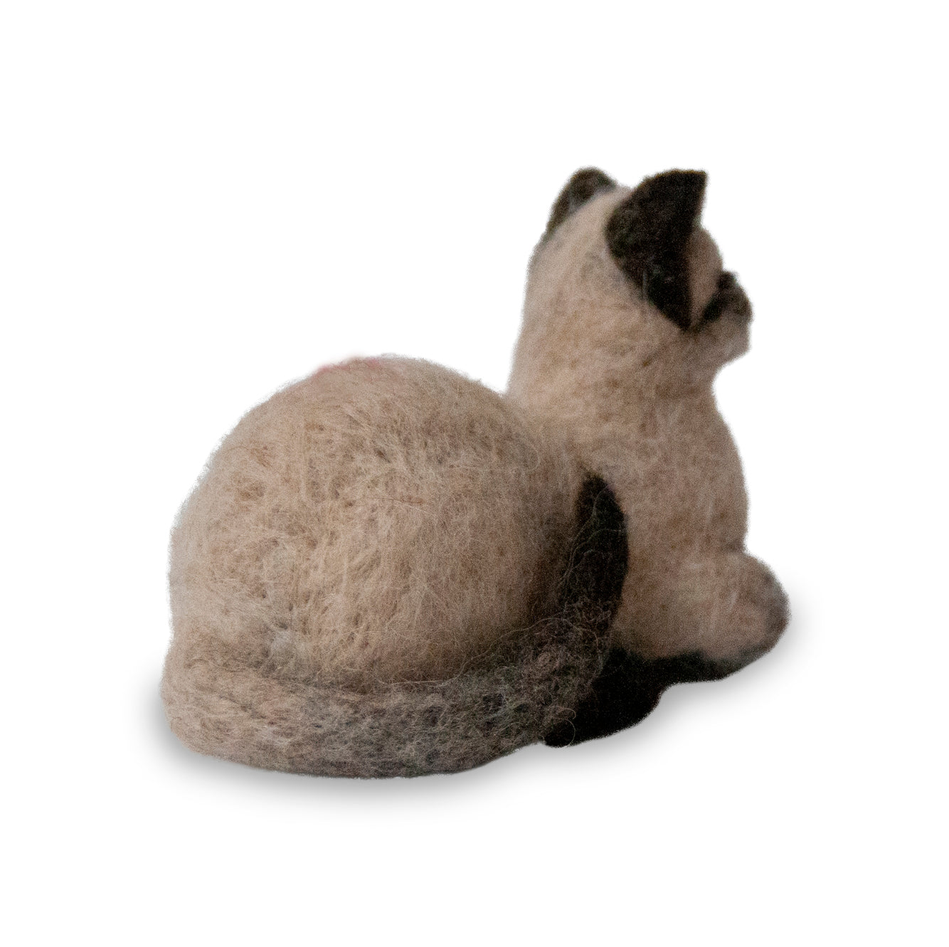 Siamese Cat