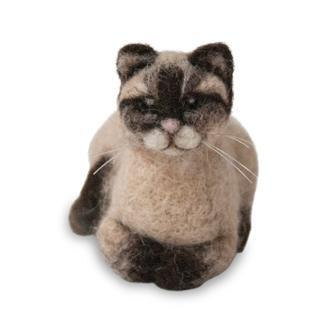 Siamese Cat