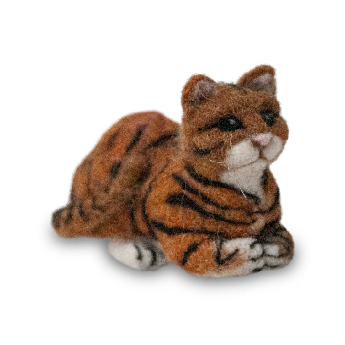 Tabby Cat
