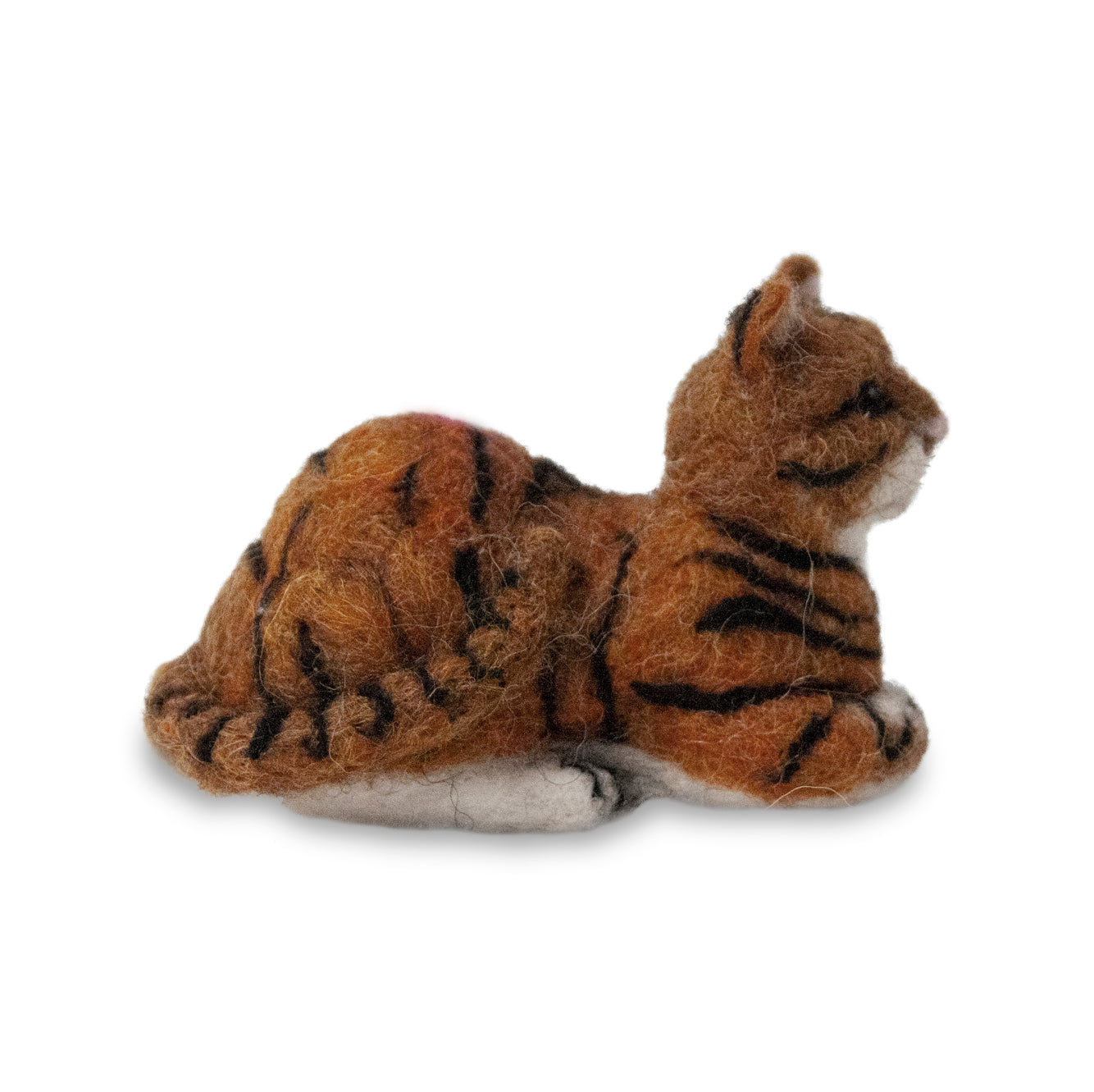 Tabby Cat