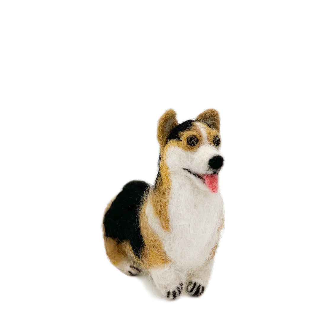 Tricolor Corgi Dog