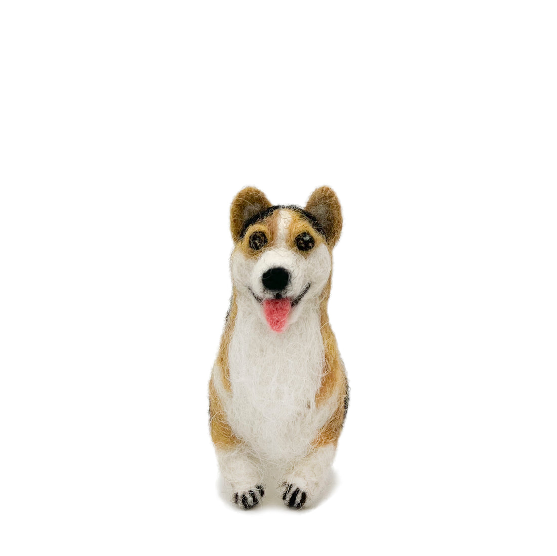 Tricolor Corgi Dog
