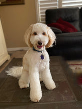 Luna Doodle - Lanart Alpaca