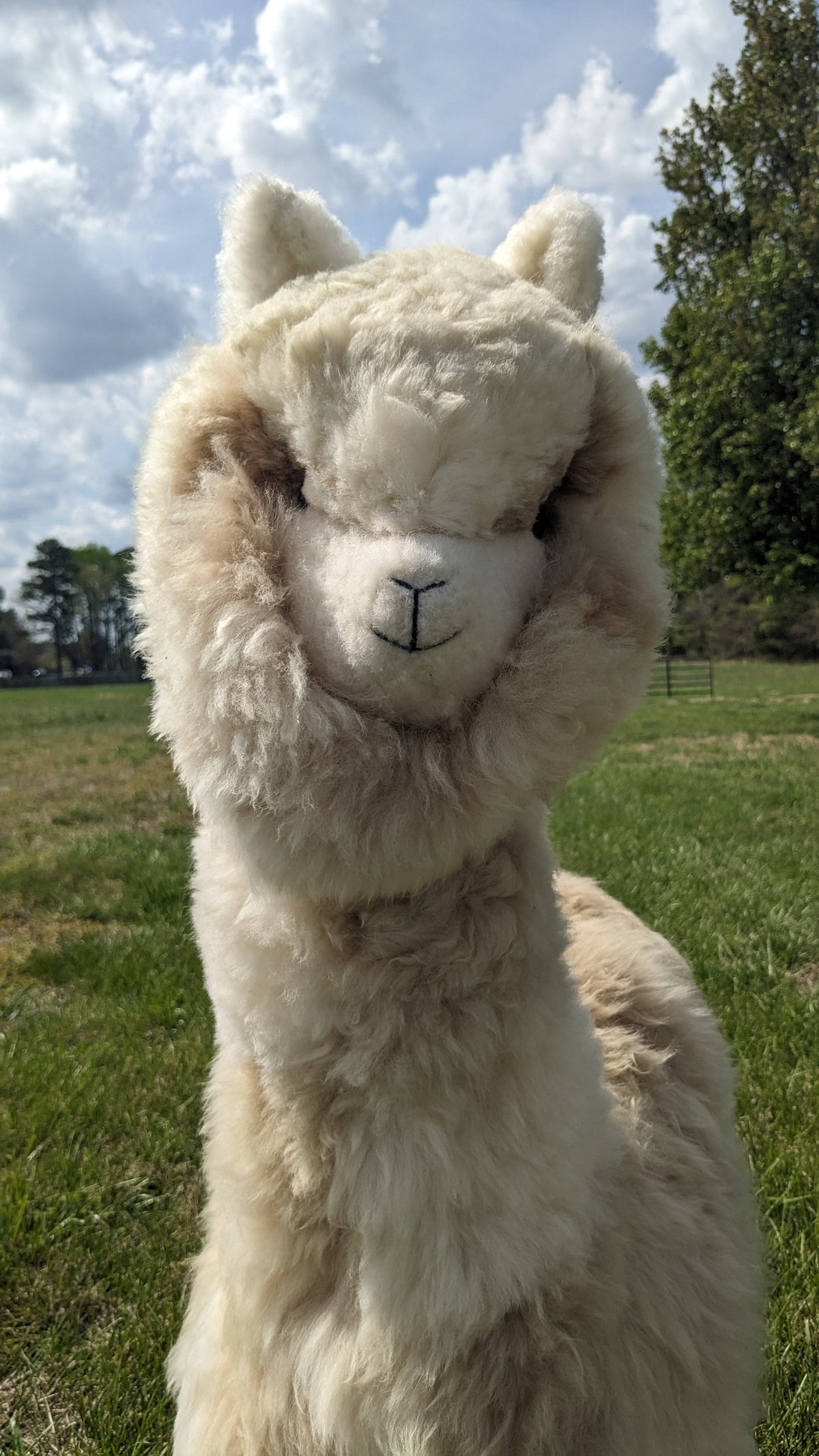 White alpaca standing in a grassy field with trees and blue sky in the background