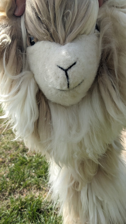 Close-up of a fluffy white animal, possibly a llama or alpaca, with long hair.