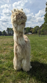 Alpaca standing on its hind legs in a grassy field with trees and a cloudy sky in the background.