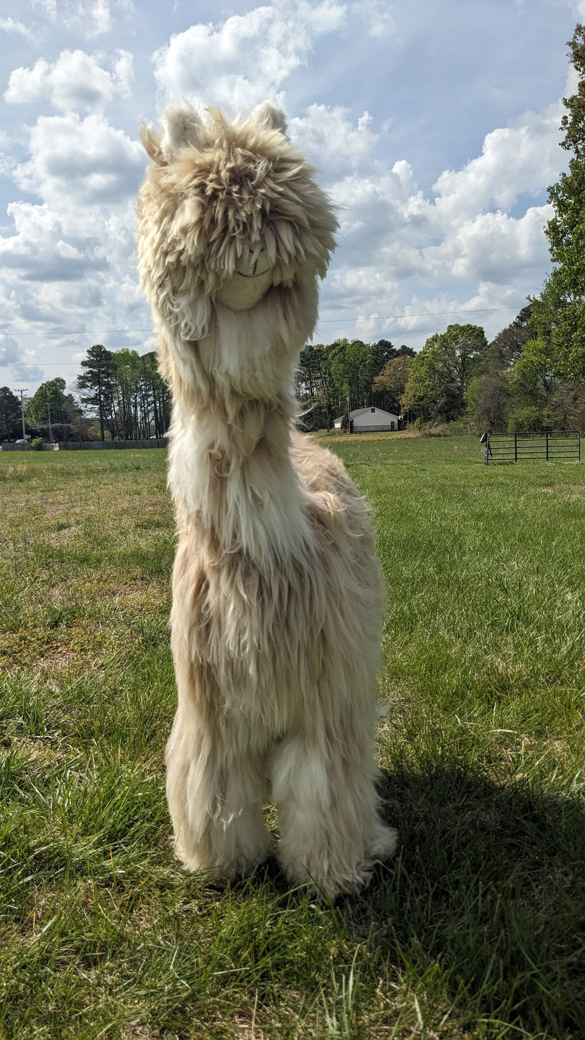 Alpaca standing on its hind legs in a grassy field with trees and a cloudy sky in the background.