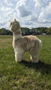 Sideview of an Alpaca standing on grass with a cloudy sky in the background