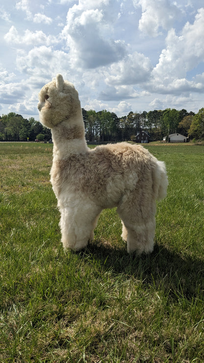 Sideview of an Alpaca standing on grass with a cloudy sky in the background