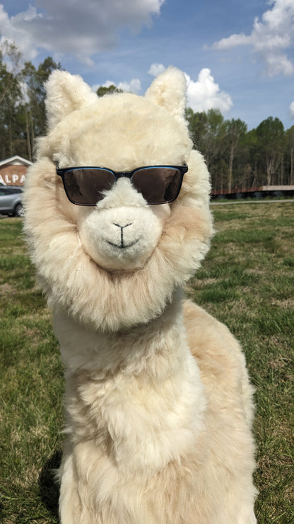 Alpaca wearing sunglasses in a grassy field with trees and a building in the background