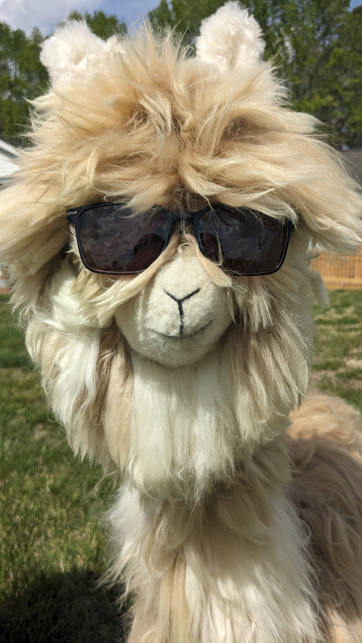 Alpaca wearing sunglasses with a blurred natural background