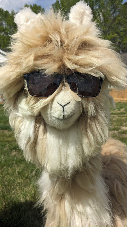 Alpaca wearing sunglasses with a blurred natural background