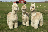 Three alpacas standing on a grassy field with a red barn in the background.