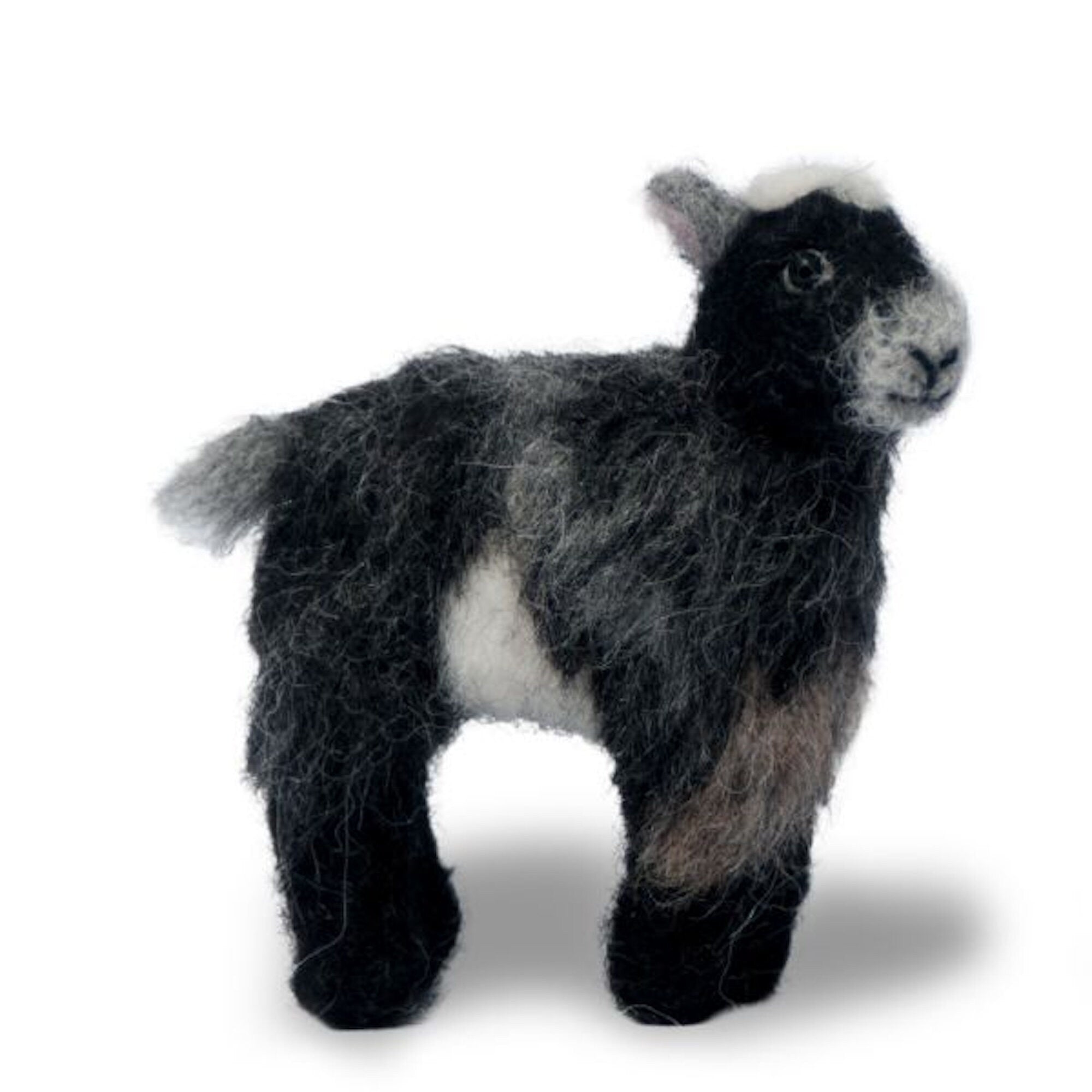 Pygmy Goat