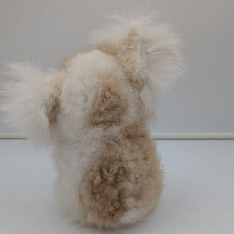 Cool Koala — Studio